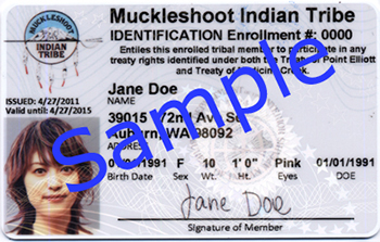 Muckleshoot Indian Tribe Identification Card - Front