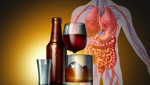 image of a transparent human body showcasing organs and circulatory system with a bottle of beer, glass of wine, glass of whiskey and shot glass in the foreground