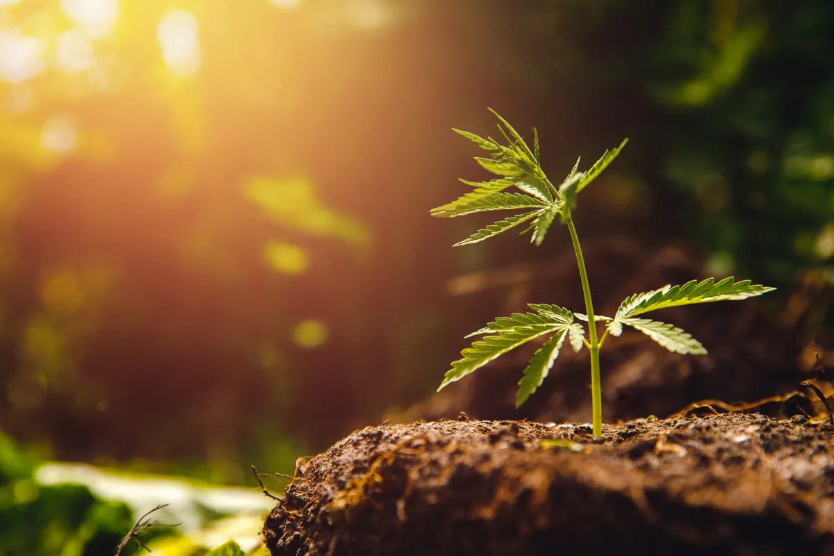 cannabis plant seedling growing from a pile of dirt displayed in the sunlight