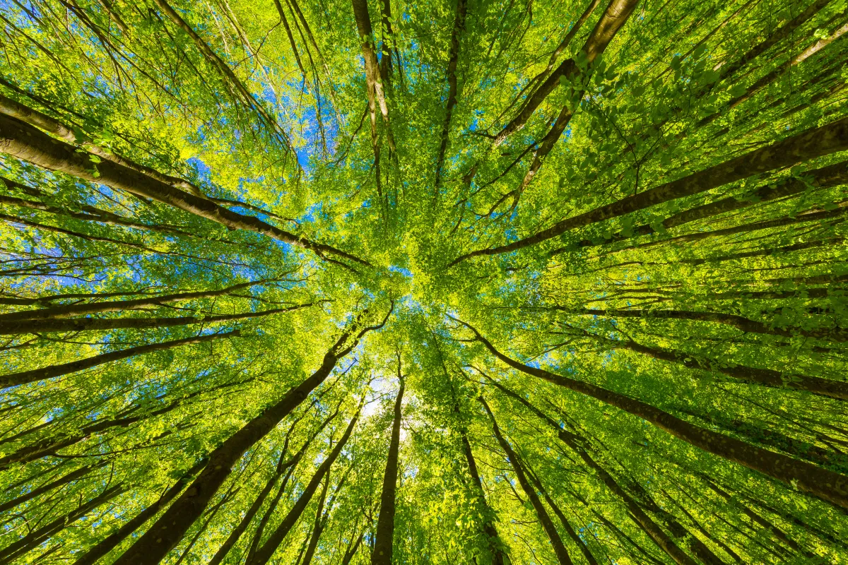 Image shot from the ground looking up up at a canopy of green trees with sunlight and a blue sky peeking through the leaves