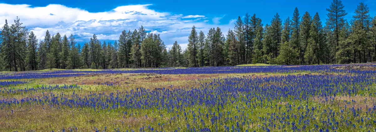 a field of lavender plants with a line of evergreen trees in the background, a blue sky with white clouds above