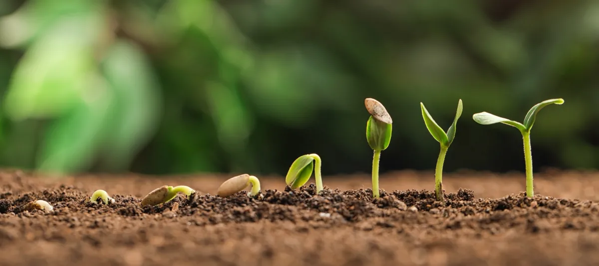 a seedling pushing out of dirt ground in various stages of the growth cycle