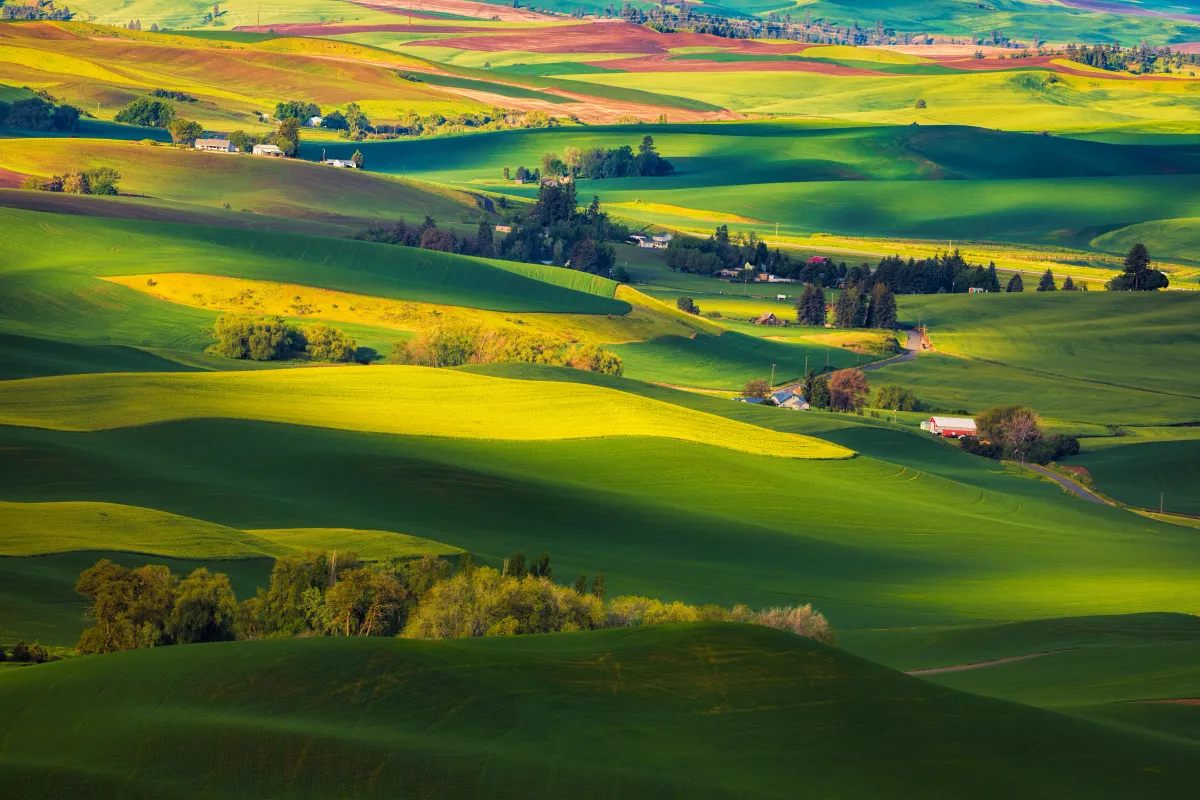 image of rolling fields and hills in various greens, browns and yellows, scattered with a few trees and bushes