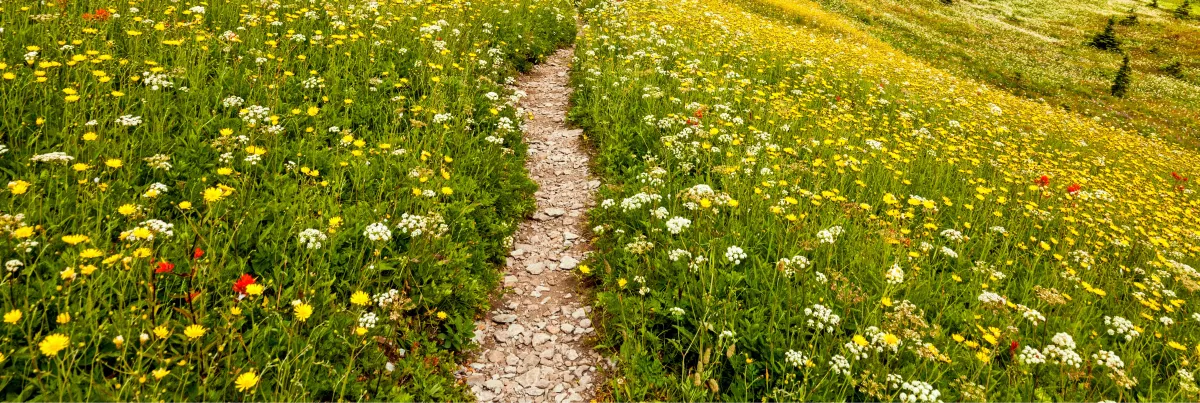 a dirt trail surrounded by high grass full of yellow and orange wildflowers