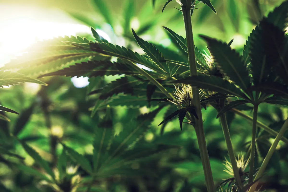 close up image of cannabis leaves growing on a plant