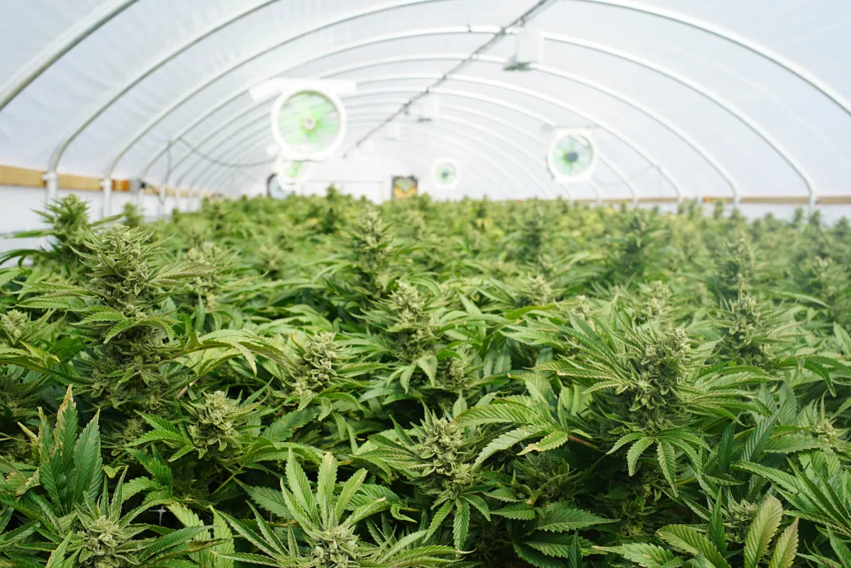 image of an indoor cannabis plant farm