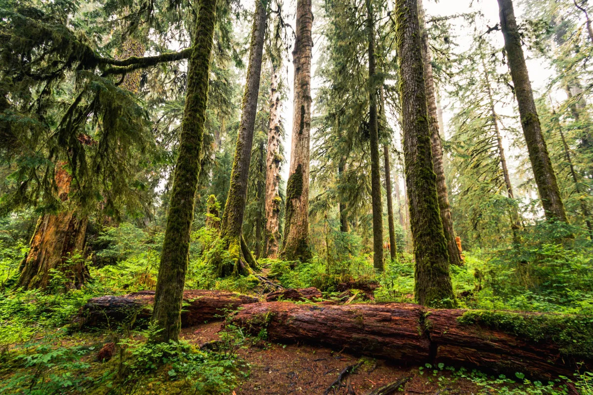 image of a forest floor with moss-covered trees, dirt floor and a variety of greenery