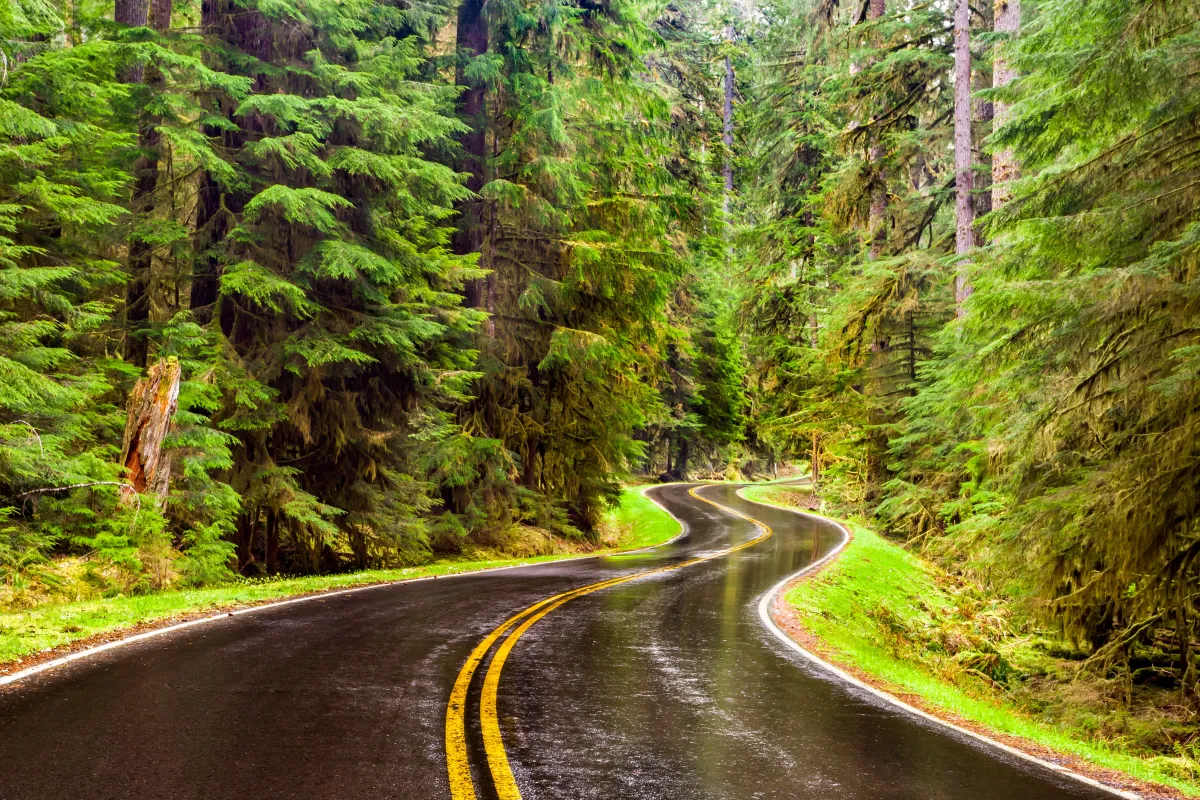 a damp road winds through a lush green forest