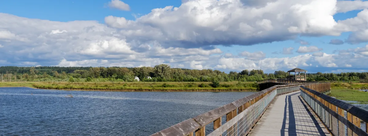 image of a long boardwalk stretching over an open river with a background of clouds and a variety of trees