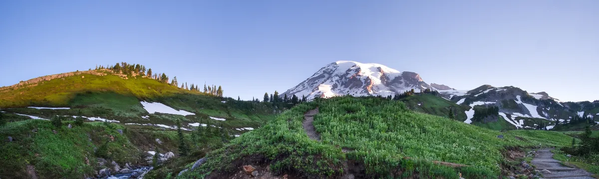 panorama of mount rainier at sunrise on a clear blue sky, snow capped mountain, and greenery