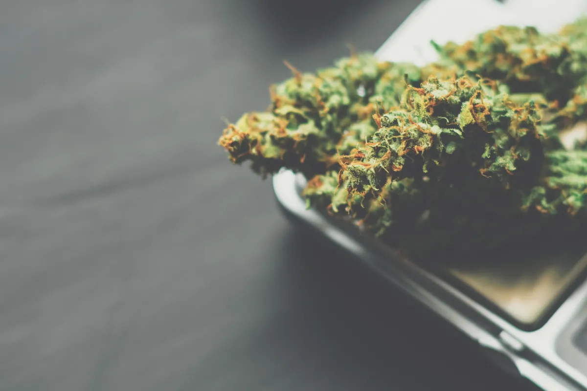 cannabis flower on a scale